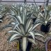 Agáve americká (Agave americana) ´Mediopicta Alba´ - výška 70-90 cm, kont. C45L - EXEMPLÁR (-6°C)